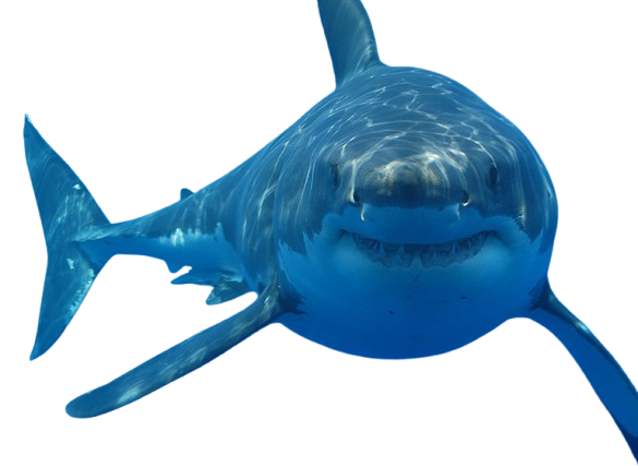 Great white shark rescue signal