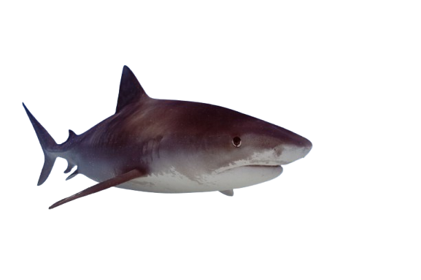 Captain Chomp